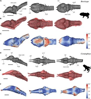 Frontiers | Brain Reconstruction Across the Fish-Tetrapod Transition